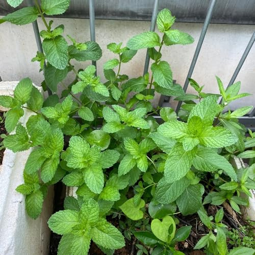 semi di menta verde, menta marocchina, appartamento esotiche resistenti in vaso arredamento del soggiorno da giardino resistente 300pcs