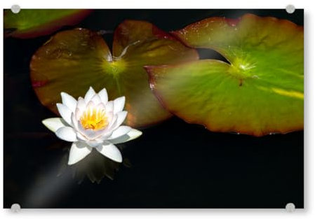 artboxONE Acrylglasbild 120x80 cm Natur Die Blüte Einer Seerose Bild hinter Acrylglas - Bild seerose blüte See