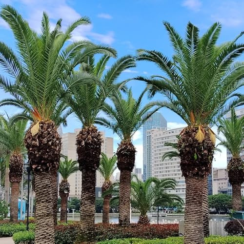 semi di palma da dattero - resistenti balcone esterno vecchie varietà decorazione soggiorno 25pcs