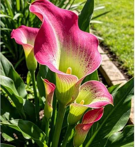 Calla robusti, perenni resistenti, bulbi magici e misteriosi, ideali per giardini soleggiati e laghetti-10 pcs-J