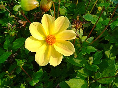 Grass Green Meadow Nature Plant Yellow Flower-20 Inch by 30 Inch Laminated Poster with Bright Colors and Vivid Imagery-Fits Perfectly in Many Attractive Frames