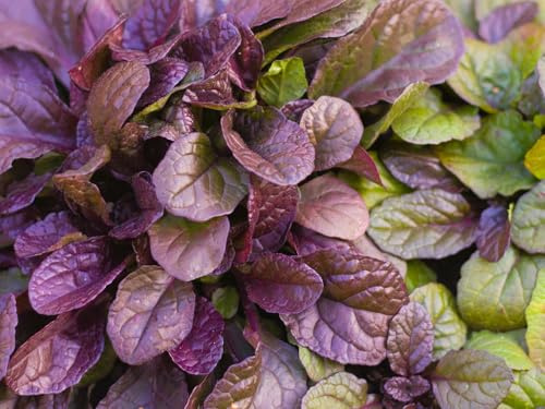 Greenwood Nursery: Live Ground-Cover Plants - Variegated Burgundy Glow Bugleweed + Ajuga Reptans - [Qty: 1x Pint Pot] - (Click for Other Available Plants/Quantities)