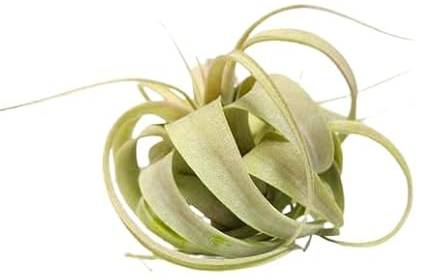 Planta del Aire Variedad Xerographica la Reinda de las Tillandsias