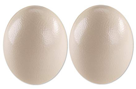 africX 2 Straußeneier aus Südafrika - 1A Qualität - Straußenei - Größe ca. 13-15cm - naturbelassen, entleert, ausgeblasen und gereinigt