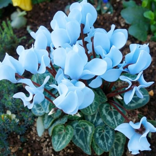 ciclamino balcone insoliti il giardino d'appartamento purificatrici 100semi