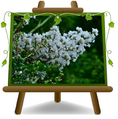 EURO PLANTS VIVAI Lagerstroemia Indica Cespuglio Bianca Pianta Ornamentale - su Vaso da 24 cm - Altezza 120 cm