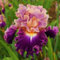 Bulbos de iris, Planta de iris, Bulbos perennes resistentes, Planta de jardín, Flor ornamental, Colorido, Jardín de macizos de flores-4 Bulbos