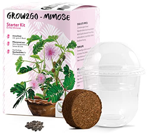 GROW2GO Mimosa Pudica Starter Kit de cultivo - Mini Invernadero, semillas de Mimosa y juego de plantación de tierra - idea de regalo sostenible para los amantes de las plantas