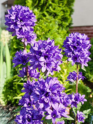 Potseed Knäuel Campanula 'acaulis' 50 Semi (Campanula glomerata)