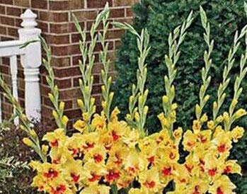 Kalash New 10pcs Gladiolen Blumensamen für Gartenarbeit Gelb Rot