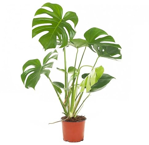 Monstera Deliciosa Exótica Natural La Planta de Interior Perfecta