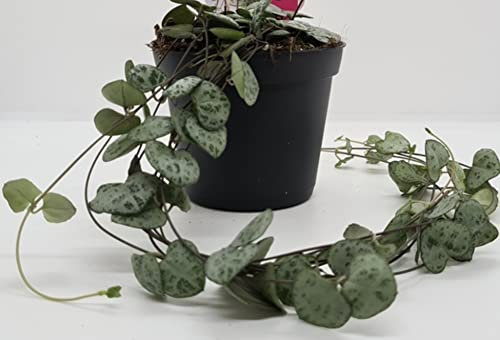 Trailing - Ceropegia Woodii String of Hearts House Plant in 8cm Pot Hanging Basket