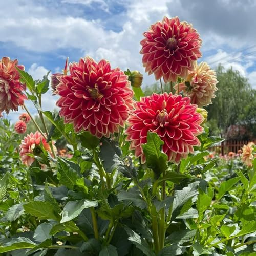 Bulbi di dalia, rustiche per balconi Le perenni sono Le da giardino sono perenni 6pcs
