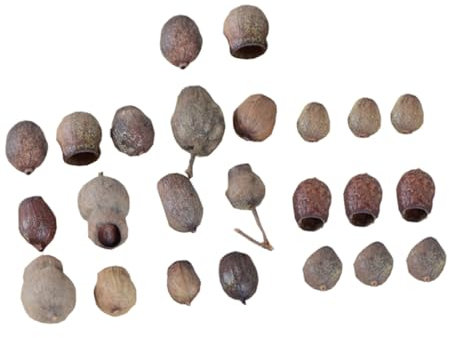 Cabilock 24 Piezas De Frutas Secas Nueces Artificiales Cono Falso De Navidad Vegetación Artificial Navideña Piña De Navidad Decoración De Natividad Acebo Sintético con Cable Cinta