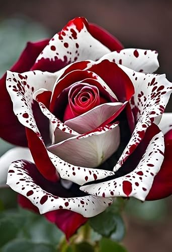 Rosa Rara - Arbusto de rosa perenne resistente - Rizomas bien desarrollados - De fragancia intensa - Ideal para macetas y plantación en suelo-2 root-A