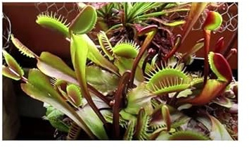 Stk - 5x Dionaea muscipula Red Burgundy Venusfliegenfalle Samen B1260 - Seeds & Plants Shop by Ipsa