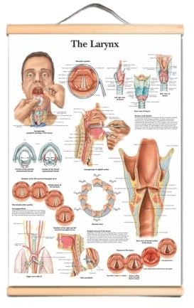 1st The Larynx Posters Prints Väggdiagram Människans Anatomi Bildkonst Canvas Scroll Målning Sjukhus Kliniker Heminredning Väggmålning(Scroll Painting,50X70 CM)