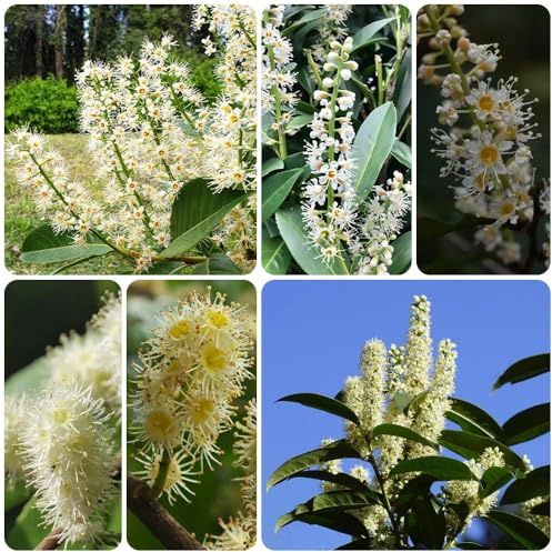 Semillas de laurel cerezo, resistentes para el jardín Prunus laurocerasus, de jardín de rocas resistentes semillas de perennes 30pcs