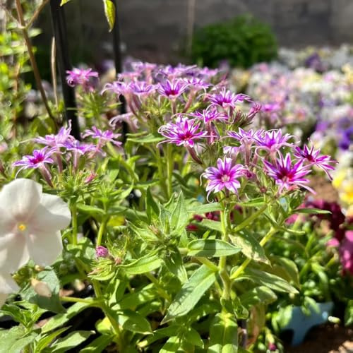 Phlox de alfombra - flox subulata de balcón 500semillas