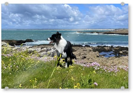 artboxONE Acrylglasbild 150x100 cm Natur Bordercollie in Schottland - Bild Strand Beach Border Collie