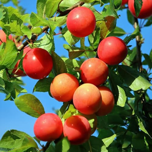 Pflaumenbaum Prunus domestica Victoria – Obstpflanze – Rote Pflaumen – 21 cm – Höhe 90 cm – Einfache Pflege – Sommerliche Ernte