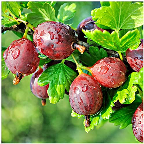5 Red Gooseberry 'Captivator' Plants/Ribes uva Crispa, Branched Fruit Bush 3fatpigs®