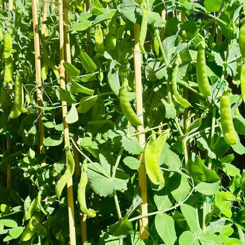 Semi di pisello dolce, perenni semi di rampicanti resistenti per il giardino semi di da giardino roccioso 100pcs