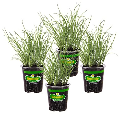 Bonnie Plants Onion Chives - 4 Pack Live Plants, Perennial in Zones 3 - 10, Non-Gmo, Great for Salads, Soups, Potatoes & More