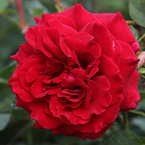 Heirloom Roses Rose Plant - Velvet Fragrance Red Rose Bush, Hybrid Tea Live Plant for Planting Outdoors