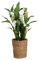 Plant in a Box - Arum - Zantedeschia - Hauteur 30-40cm - Pot 12cm - Plante d’extérieur en été, Plante d’intérieur toute l’année - Blanc