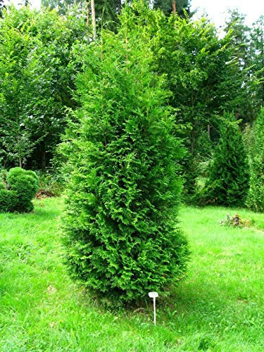 Tuia Thuja occidentalis Brabant pianta da siepe sempreverde in vaso ø10 cm Vivaio di Castelletto