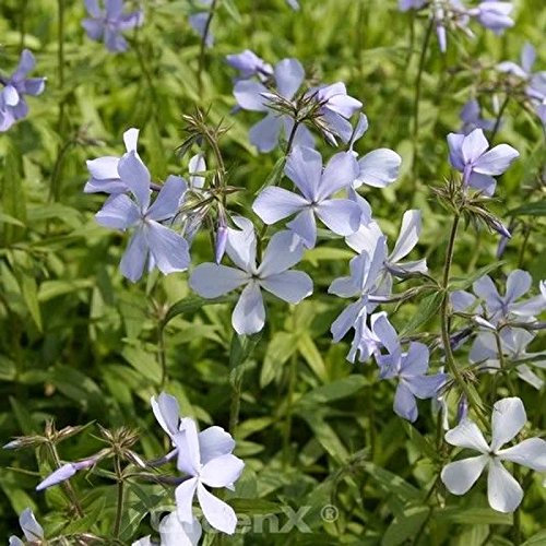 Niedrige Flammenblume - Phlox divaricata - lebende Gartenpflanze aus den Baumschulen
