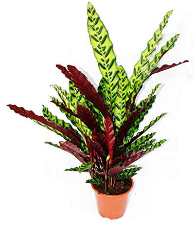 Exotenherz XXL-Schattenpflanze mit ausgefallenem Blattmuster Calathea lancifolia 17cm Topf ca. 60-70cm hoch