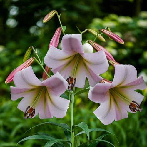 Lirio Oriental - Esencial para el Diseño de Jardines, Múltiples Variedades Disponibles, Larga Floración, No Requiere Cuidados Complejos, Crece Inmediatamente Después-2 PCS-C