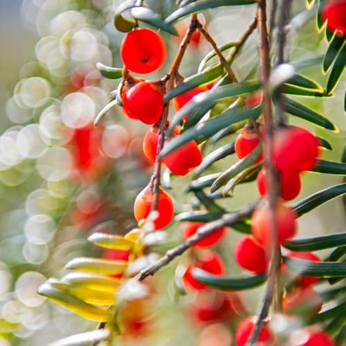 semi di taxus baccata - biologici esotiche balcone resistente tappezzante aiuola appartamento interno rare perenni giardino 250pcs