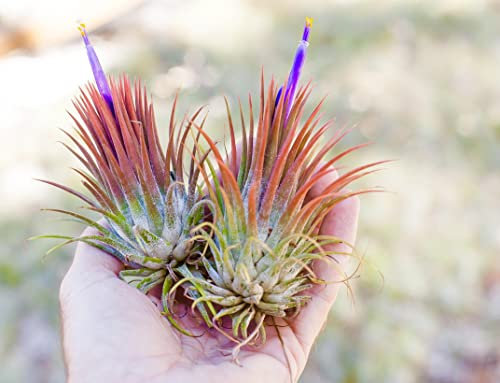 2 x Tillandsia Ionantha Red Air Plants - IONANTHA Fuego air Plants - red Tillandsia - Airplant - Easy Care House Decoration