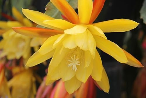 Vivaio Garden Forest Epiphyllum Lingua di Suocera Pianta Grassa Vaso 14cm | Pianta Epifita, Fusto Piatto e Contorto, Fioritura Gialla Gigante, Senza Spine, FOTO REALI