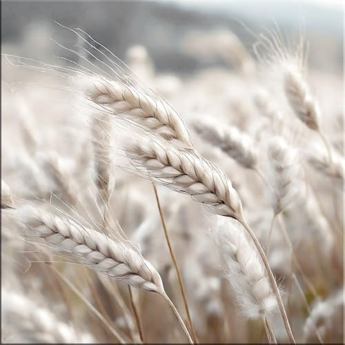 artissimo Glasbild 30x30 cm Natur Getreideähren AG5509A – Bild aus Glas, Wandbild mit Ähren im Wind in Beige & Creme, ruhige Wanddeko quadratisch