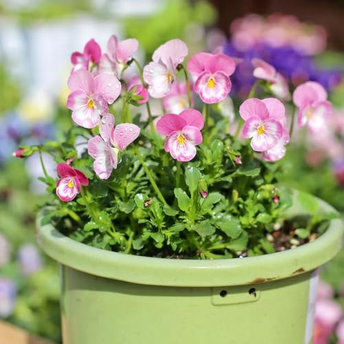 viola cornuta, semi di viola cornuta semi di tappezzanti resistenti al freddo per l' decorazione organica per balcone balcone 750semi