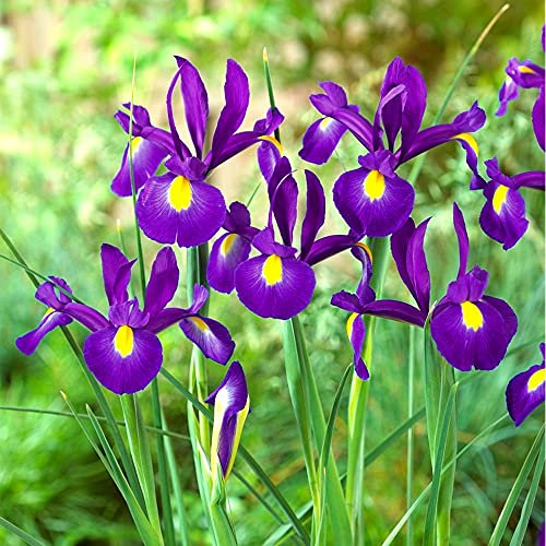 schone 15 x Iris Blue Pearl - Vibrant Blue with Signature Yellow Blotches - Erect, Clump Forming Perennial - Perfect Cut Flowers - Popular with Florists - for Your Beautiful Garden