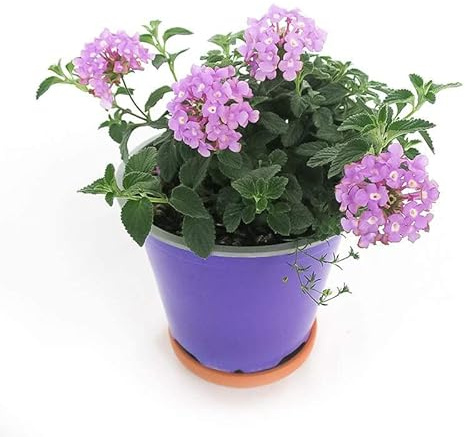 Lantana Camara Color Morado Planta NATURAL para Exterior