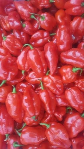 Chili Habanada Rojo 10 Semillas