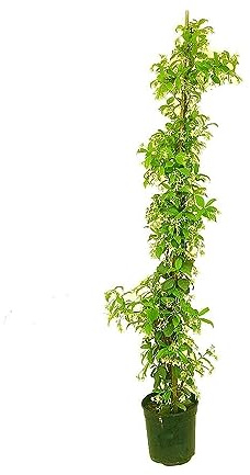PLANTA TREPADORA NATURAL TRACHELOSPERMUM JASMINOIDES M22 150-170 CM (JAZMIN ESTRELLA) PARA EXTERIOR