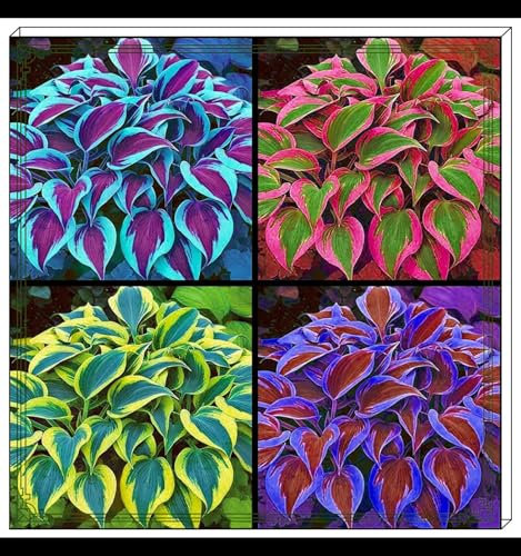 Hostas Bulbs for Planting UK Strong Plants That Grow Well Golden Jade Carving Feels Beautiful Now Mixed Garden Planting Now Greening Cut Flowers Good for Containers Perennial-4Bulbs-greenD