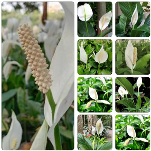 giglio pace giardino interni semi selvatici semi ufficio estremamente resistenti 100pcs