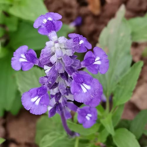 semi di salvia, varietà biologiche tradizionali resistenti all'esterno, pieno sole raro esotiche da balcone in serra serra interna in vaso 300pcs