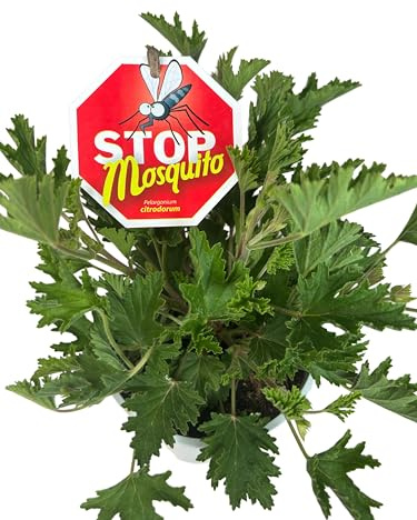 Citronela Planta Natural Antimosquitos, Maceta de 14 cm, Planta Viva | Pelargonium Citrodorum