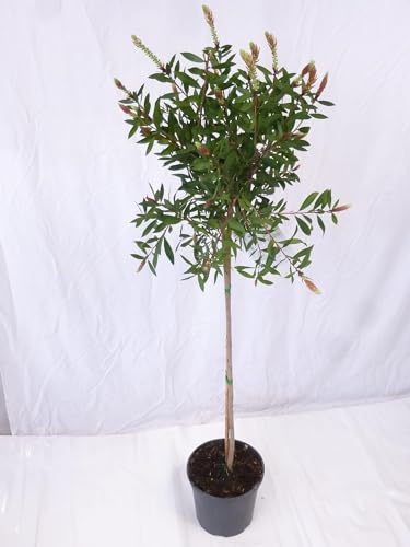 [Palmenlager] - XL Callistemon (ci. Splendens) Hochstamm - 120 cm - Pfeiffenputzer - mediterrane Pflanze