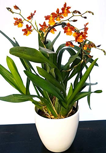 POWERS TO FLOWERS - CAMBRIA ARANCIO, ORCHIDEA IN VASO CERAMICA BIANCO, pianta vera