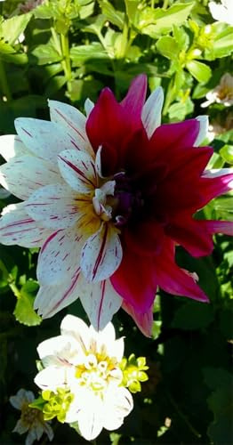Dalias Mix, Alto valor ornamental, Cebollas Resistentes, Rareza Multicolor, Dalia Cebollas, Fácil cuidado Floración, Requisitos de agua Bajos, -6 bulbos-C